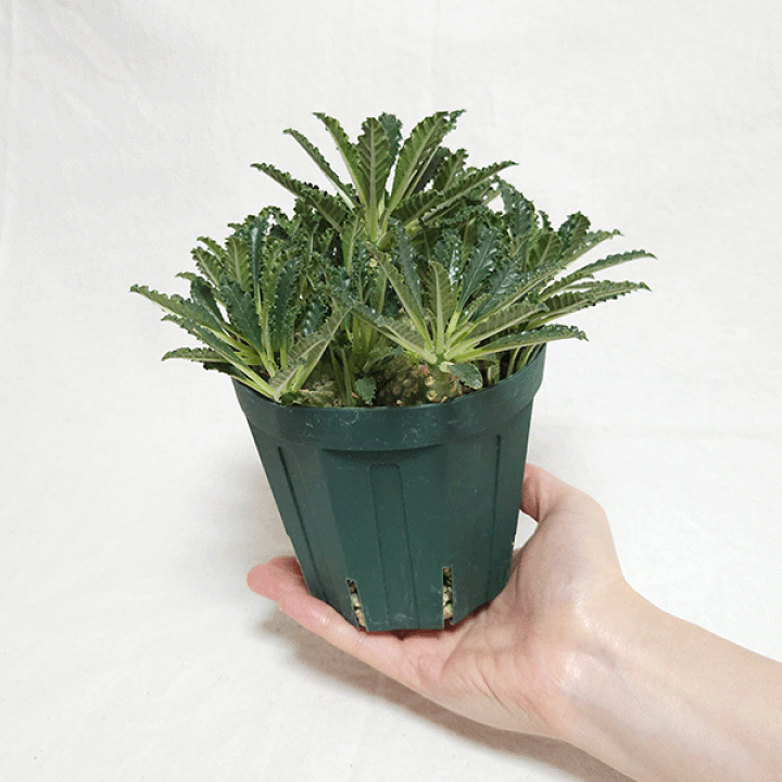 【レア/塊根植物】ドルステニア ラブラニー メス株（大株）鉢植え J 楽天市場】ドルステニア ラブラニー 4号 プラ鉢 塊根植物