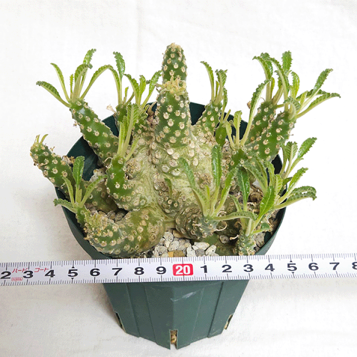 【レア/塊根植物】ドルステニア ラブラニー メス株（中株）鉢植え A 楽天市場】ドルステニア ラブラニー 4号 プラ鉢 塊根植物