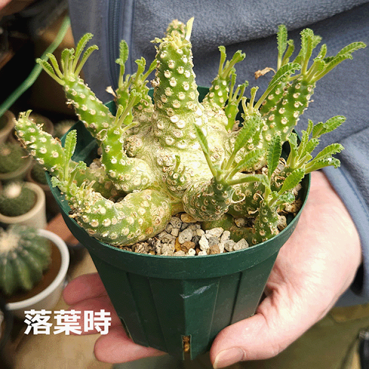 楽天市場】ドルステニア ラブラニー 4号 プラ鉢 塊根植物