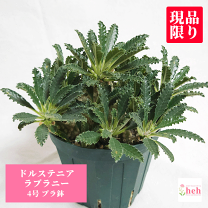 【レア/塊根植物】ドルステニア ラブラニー メス株（中株）鉢植え A レア/塊根植物】ドルステニア ラブラニー 鉢植え - メルカリ
