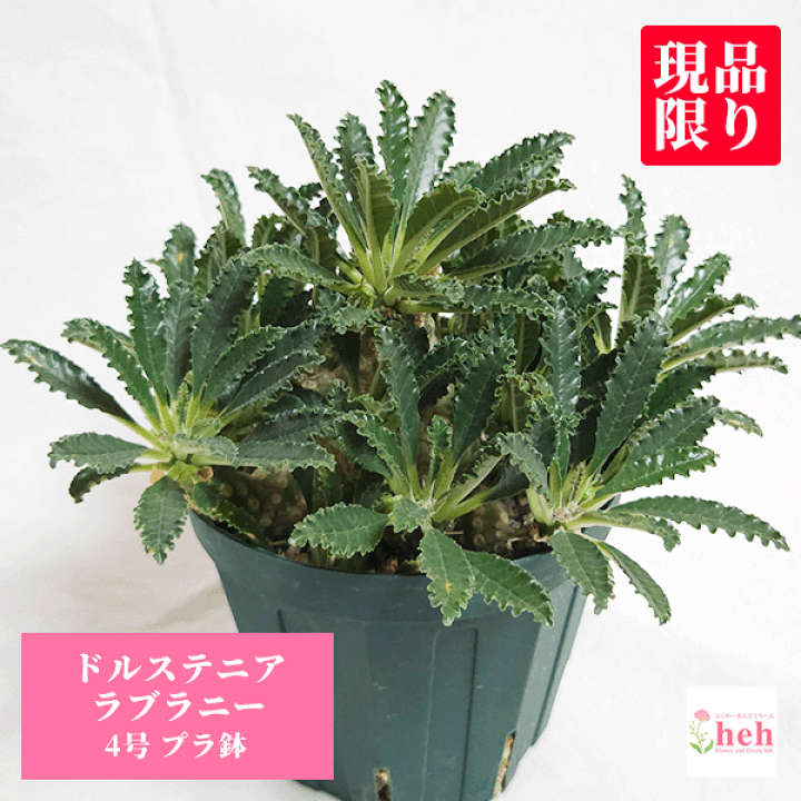 【激レア/超大型株/塊根植物】ドルステニア ラブラニー 超大型株 鉢植え 激レア/超大型株/塊根植物】ドルステニア ラブラニー 超大型株