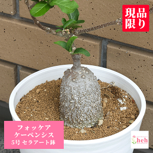 tHbPA P[yVX 5 ZA[g R[fbNX 򍪐A y   q JyVX  v[g Mtg  rU[  ̔ ϗt  JX Vz  LO a 