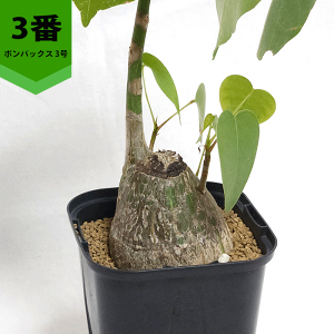 {obNX Gv`J 3 v R[fbNX q  y  v[g   rU[ vc O ʔ  ϗt  Mtg   JX a Vz  LO 