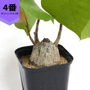 {obNX Gv`J 3 v R[fbNX q  y  v[g   rU[ vc O ʔ  ϗt  Mtg   JX a Vz  LO 