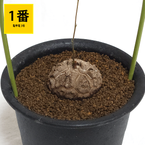観葉植物 コーデックス 亀甲竜」の人気商品一覧 | 安い商品を通販