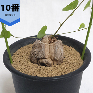 Tb 3 v fBIXRA Gt@eB؃X AtJ LbREE R[fbNX    rU[ vc  y c   ϗt A Mtg JX Vz  蕨