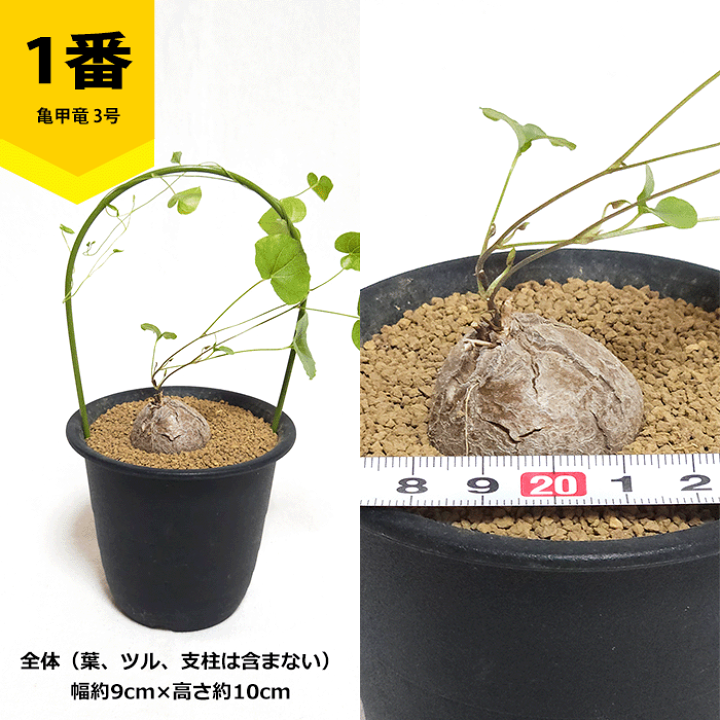 楽天市場】亀甲竜 3号 プラ鉢 ディオスコレア エレファンティぺ