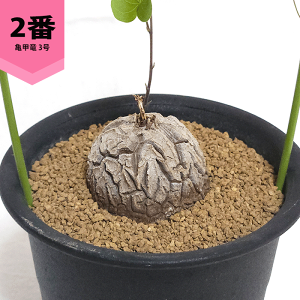 Tb 3 v fBIXRA Gt@eB؃X AtJ LbREE R[fbNX    rU[ vc  y c   ϗt A Mtg JX Vz  蕨