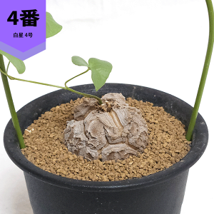 Tb 3 v fBIXRA Gt@eB؃X AtJ LbREE R[fbNX    rU[ vc  y c   ϗt A Mtg JX Vz  蕨