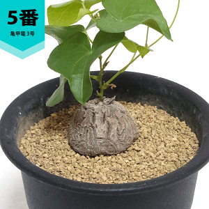 亀甲竜 キッコウリュウ 1点 観葉植物 塊根植物 コーデックス 父の日 観葉