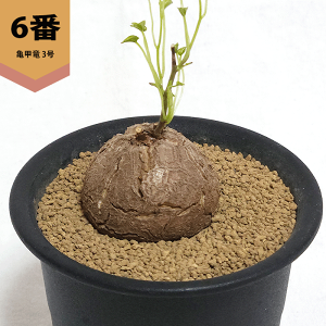 亀甲竜」の人気商品一覧 | 安い商品を通販サイトから探す - 価格.com