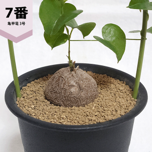 Tb 3 v fBIXRA Gt@eB؃X AtJ LbREE R[fbNX    rU[ vc  y c   ϗt A Mtg JX Vz  蕨