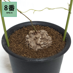 亀甲竜」の人気商品一覧 | 安い商品を通販サイトから探す - 価格.com