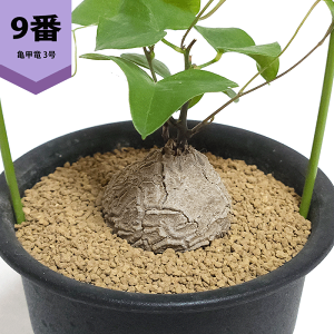 コーデックス 鉢 観葉植物」の人気商品一覧 | 安い商品を通販サイト