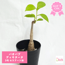 バオバブの木　コーデックス バオバブの木 コーデックス