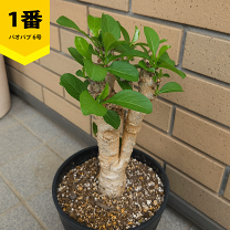 楽天市場】バオバブの木（観葉植物｜花・観葉植物）：花・ガーデン