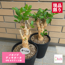 楽天市場】バオバブ ディギタータ（花・ガーデン・DIY）の通販