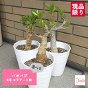 バオバブ 6号 セラアート鉢 コーデックス 塊根 販売 種類 送料無料 大型 多肉 観葉 植物 ギフト プレゼント ビザール 珍奇 開店 新築 結婚 インテリア 部屋 贈り物 記念日 誕生日 お祝い 鉢物 鉢物 現品 逆さまの木 黒鉢 ガーデニング ベランダ グリーン