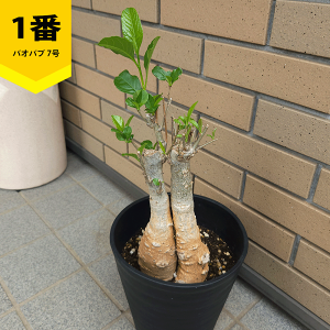 観葉植物 バオバブ」の人気商品一覧・価格比較 - 価格.com
