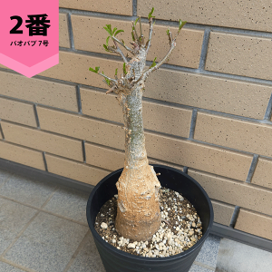 観葉植物 バオバブ」の人気商品一覧・価格比較 - 価格.com