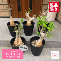 楽天市場】バオバブ の 木の通販