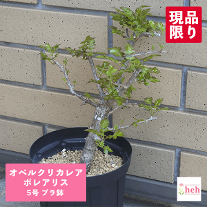 IyNJA {AX 5 v R[fbNX 򍪐A   y  ̔ {AX   rU[ v[g Mtg lC  ϗt A JX Vz LO 蕨