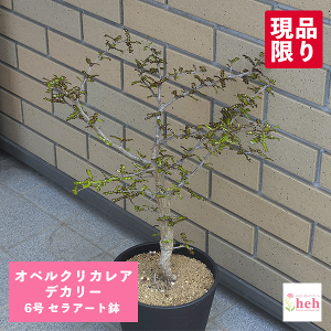 IyNJA fJ[ 6 ZA[g R[fbNX 򍪐A ̔   rU[ v[g Mtg  lC   ϗt A JX Vz LO 蕨 LO a