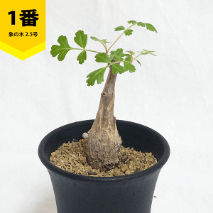 pLRX fBXJ[ 2.5 v R[fbNX 򍪐A ۂ̖   y c   rU[ vc v[g O    ϗt  Mtg JX a Vz 