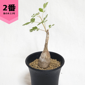 pLRX fBXJ[ 2.5 v R[fbNX 򍪐A ۂ̖   y c   rU[ vc v[g O    ϗt  Mtg JX a Vz 