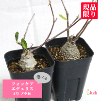 楽天市場】火星人 植物の通販