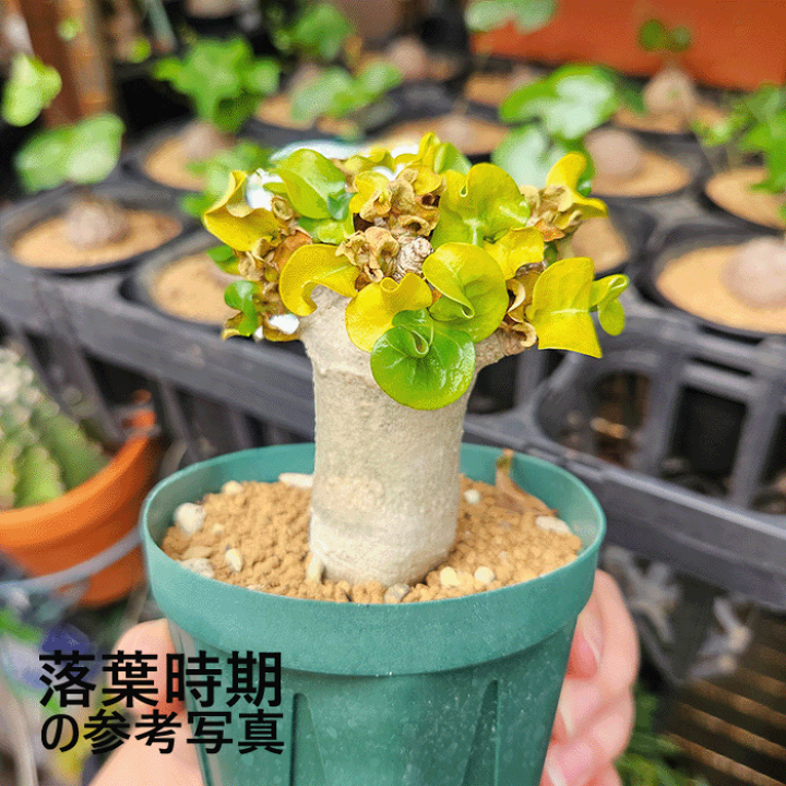 楽天市場】アデニウム アラビカム 獅子葉 3号 プラ鉢 種 希少 レア 土