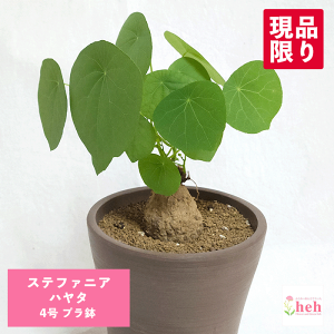 Xet@jA n^ 4 v R[fbNX q  y  v[g   rU[ vc O ʔ  ϗt  Mtg   JX a Vz  LO  j