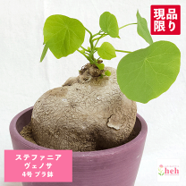 楽天市場】ステファニア 塊根の通販