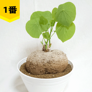 Xet@jA FmT 5 ZA[g R[fbNX q  y  v[g   rU[ vc O ʔ  ϗt  Mtg   JX a Vz  LO 