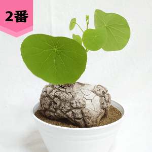 Xet@jA FmT 5 ZA[g R[fbNX q  y  v[g   rU[ vc O ʔ  ϗt  Mtg   JX a Vz  LO 