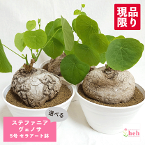 楽天市場】塊根植物 ステファニア ヴェノサの通販