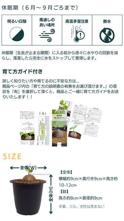 nicemiddle　ブーファン 亀甲竜 パキプス鉢付き　3点11000円 楽天市場】亀甲竜 3号 プラ鉢 ディオスコレア エレファンティぺ