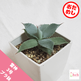 楽天市場 日陰 でも 育つ 花 種類 植物 アガベ の通販