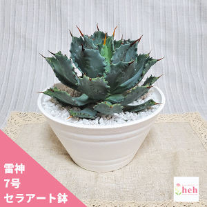 観葉植物 アガベ 雷神の人気商品 通販 価格比較 価格 Com 観葉植物 アガベ 雷神の人気商品 通販 価格比較 価格 Com