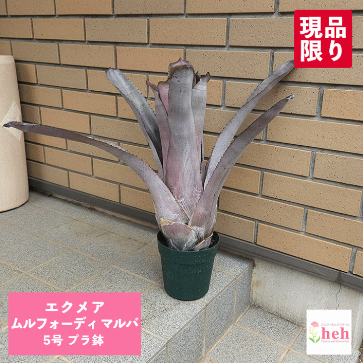 楽天市場】エクメア ムルフォーディ マルバ 5号 プラ鉢 観葉植物 多肉