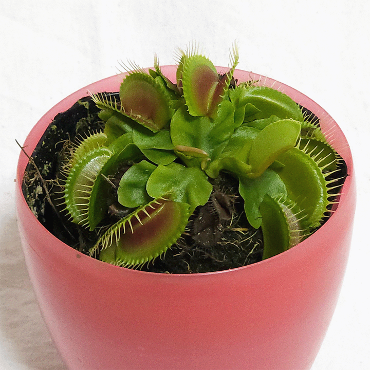 楽天市場】ハエトリソウ 3号 プラ鉢 販売 食虫植物 ハエトリグサ