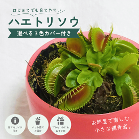 楽天市場】サボテン 短刺巨鷲玉 3号 プラ鉢 鉢 土 種 観葉植物 多肉