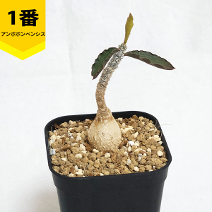 [tHrA A{{xVX 2.5 v R[fbNX   ϗt vc A Mtg  O    JX Vz LO 蕨 v[g LO rU[ 