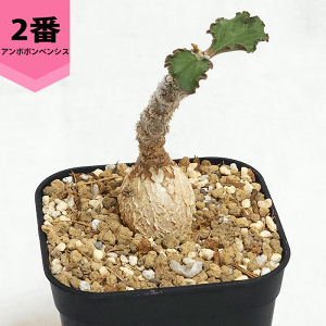 [tHrA A{{xVX 2.5 v R[fbNX   ϗt vc A Mtg  O    JX Vz LO 蕨 v[g LO rU[ 