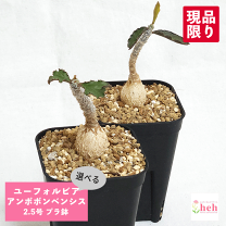 楽天市場】ユーフォルビア 種（観葉植物｜花・観葉植物）：花