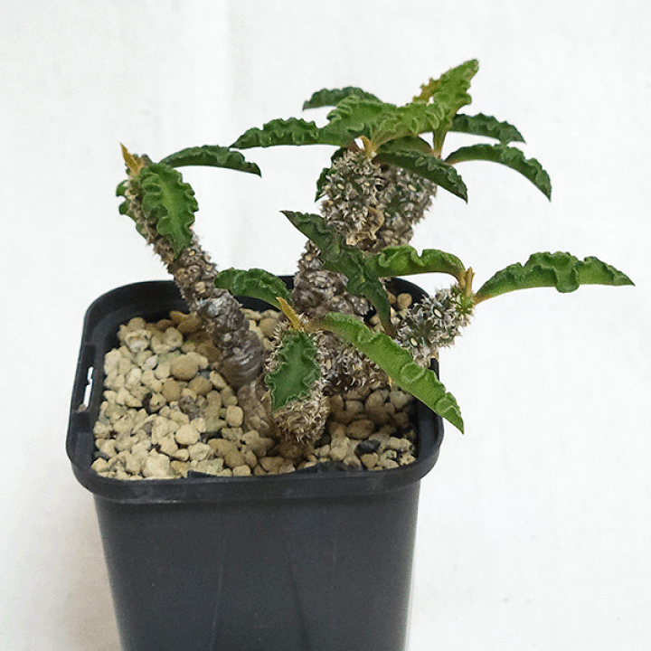 楽天市場】ユーフォルビア デカリー 2号 プラ鉢 コーデックス 塊根植物