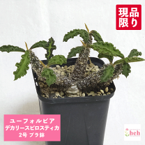 ユーフォルビア カリサナ 実生 大株 塊根植物 夏型 コーデックス ユーフォルビア カリサナ 実生 大株 塊根植物 夏型 コーデックス