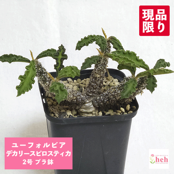 楽天市場】ユーフォルビア デカリー 2号 プラ鉢 コーデックス 塊根植物