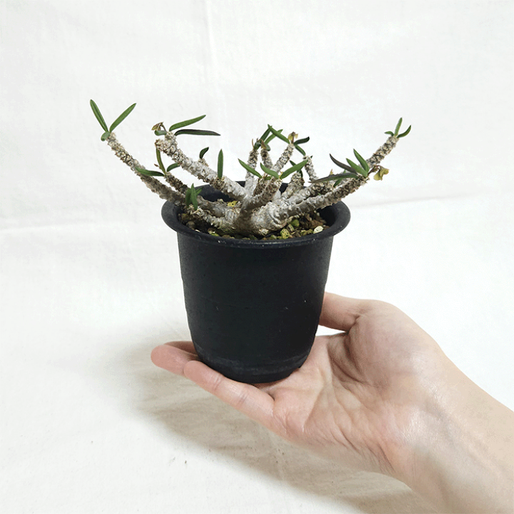 楽天市場】ユーフォルビア キリンドリフォリア トゥビフェラ 3号 プラ