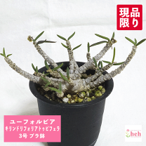 楽天市場】コーデックス 種（種類（植物）ユーフォルビア）の通販